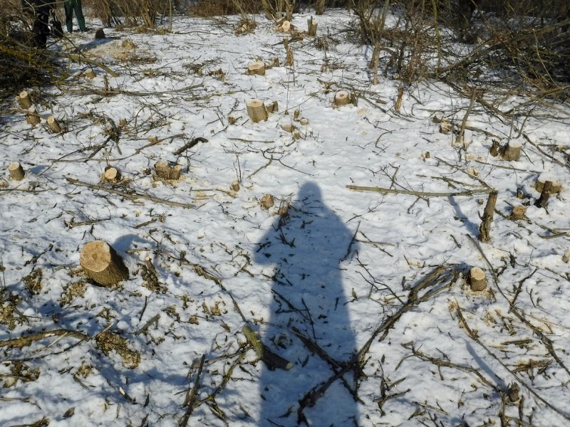 Полицейские задержали троих жителей Мордовского района за незаконную рубку 17 деревьев клёна