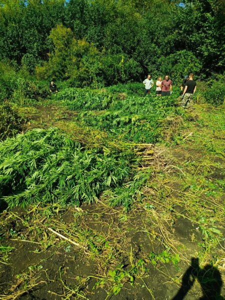 540 кустов конопли и более 4 килограммов марихуаны изъяли полицейские Мордовского района у супружеской пары из Волгограда